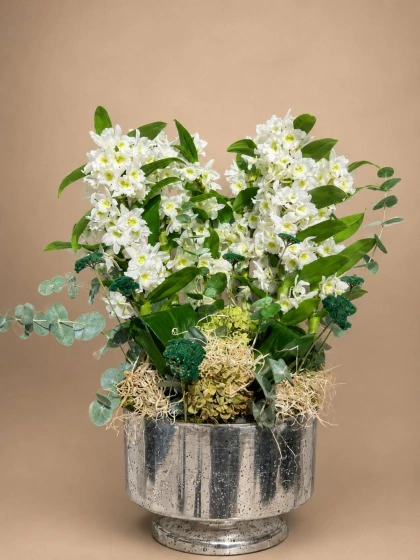 Gümüş Dendrobium Orkide Aranjmanı