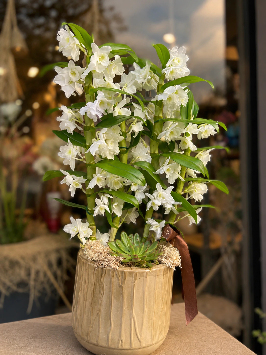 Beyaz Dendrobium Orkide